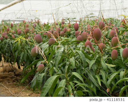 ビニルハウスでたわわに実ったマンゴー 41118531