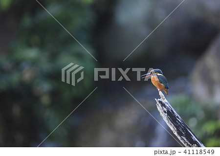 カワセミ 41118549
