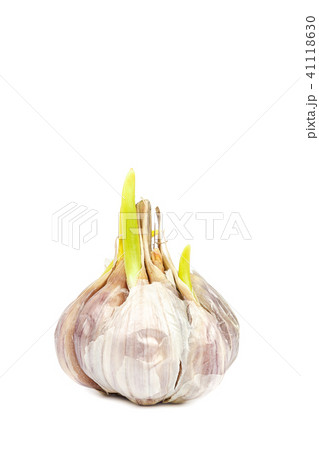 Fresh garlic with green shoots on white background Fresh garlic with green shoots on white background 41118630