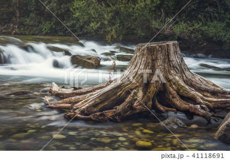 Stump in the River 41118691