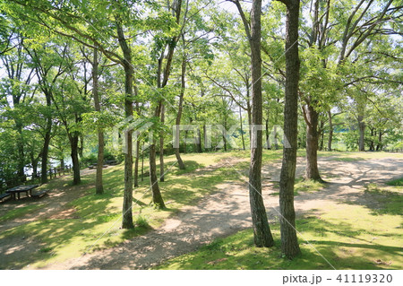 初夏の公園 41119320