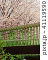 橋と桜 41119590