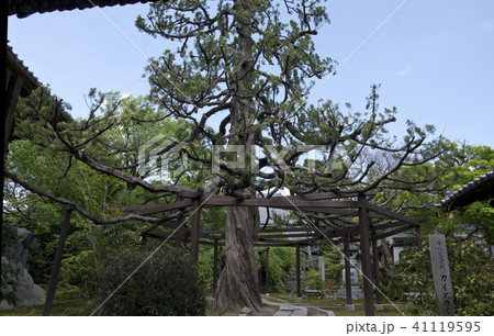 長誓寺にある巨木、カイヅカイブキ 41119595