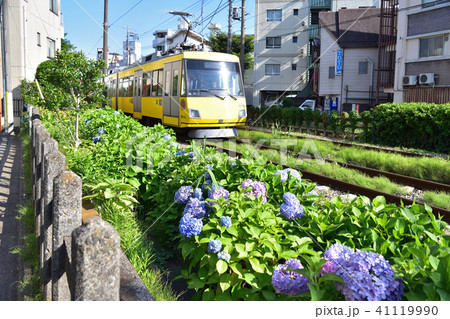 東急世田谷線と紫陽花の沿線風景 東急世田谷線と紫陽花の沿線風景 41119990