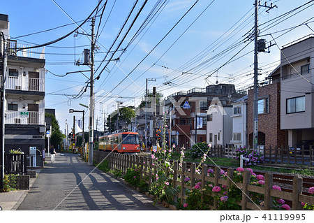 東急世田谷線と紫陽花の沿線風景 東急世田谷線と紫陽花の沿線風景 41119995