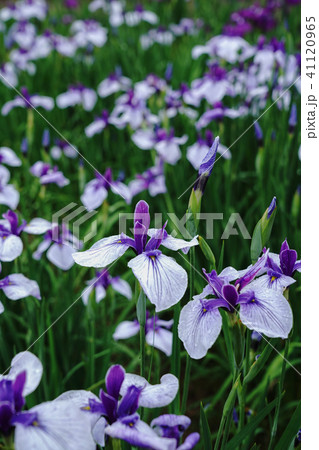 花菖蒲 花菖蒲 41120965