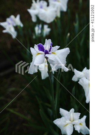 花菖蒲 41121002