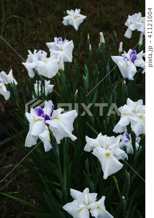 花菖蒲 41121004