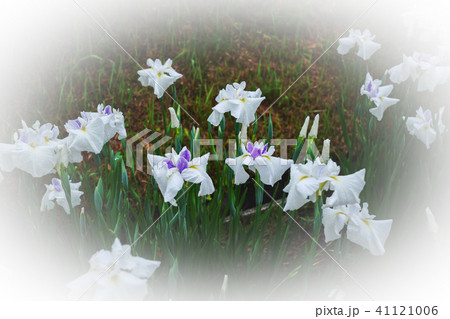 花菖蒲 41121006
