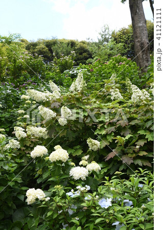 あじさいの花 41121111