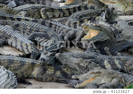CAMBODIA SIEM REAP CROCODILE FARM 41121627