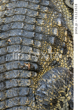 CAMBODIA SIEM REAP CROCODILE FARM 41121628