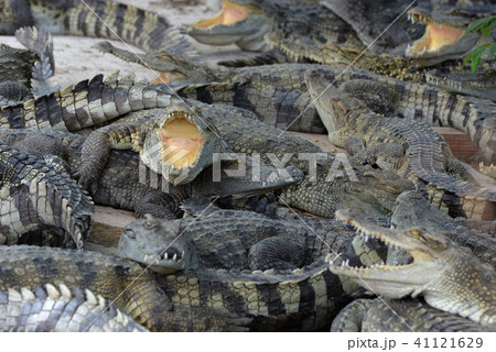 CAMBODIA SIEM REAP CROCODILE FARM 41121629