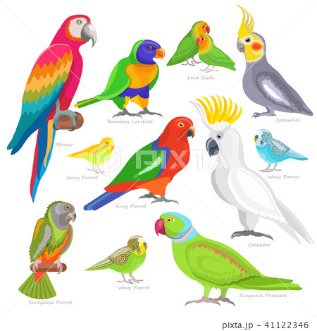 Parrot vector parrotry character and tropical bird or cartoon exotic macaw in tropics illustration Parrot vector parrotry character and tropical bird or cartoon exotic macaw in tropics illustration 41122346