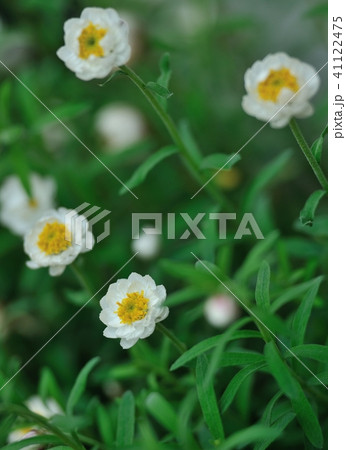 花かんざしの花開花 花かんざしの花開花 41122475