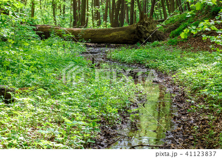 Green deciduous forest on a sunny day. 41123837