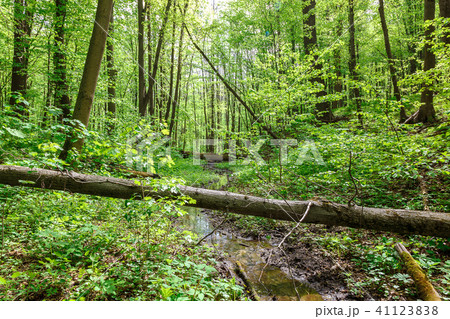 Green deciduous forest on a sunny day. 41123838