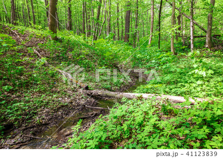 Green deciduous forest on a sunny day. 41123839