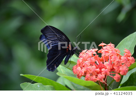 ナガサキアゲハ ナガサキアゲハ 41124035
