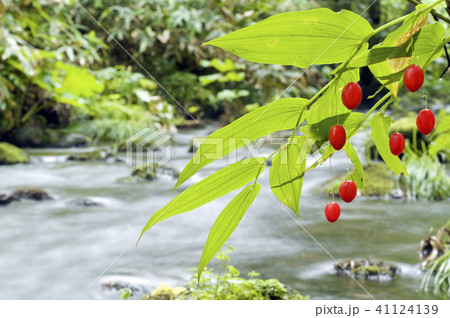 オオバタケシマラン　赤井川村 41124139