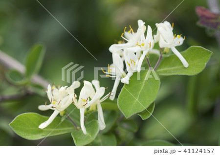 キンギンボク　石狩市 41124157