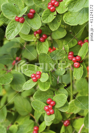 キンギンボク　せたな町 41124172