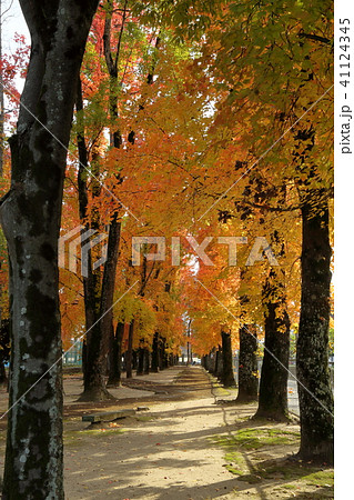 岡山運動公園の紅葉 岡山運動公園の紅葉 41124345