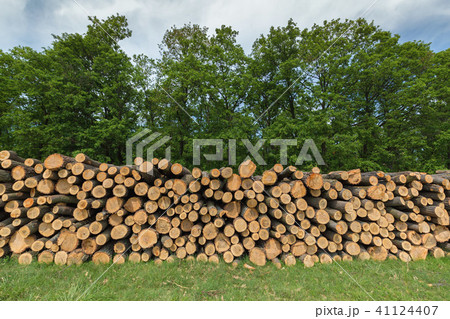 Big pile of oak wood in a forest 41124407