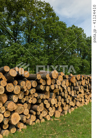 Big pile of oak wood in a forest 41124410