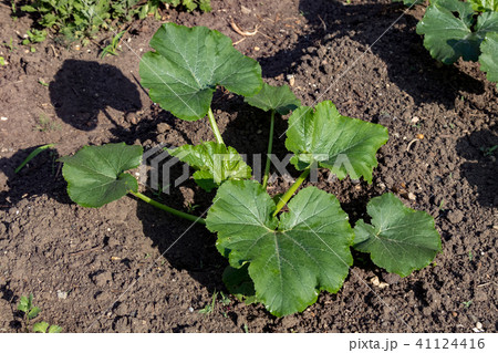 Young cucumber plant in the garden Young cucumber plant in the garden 41124416
