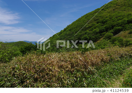 三瓶山、風越えから孫三瓶への道中（2018年５月） 41124539