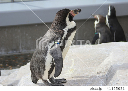 仙台うみの杜水族館 41125021