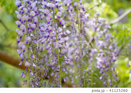 奈良 春日大社萬葉植物園の藤の花 紫１１ の写真素材