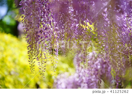 奈良 春日大社萬葉植物園の藤の花 紫１３ の写真素材