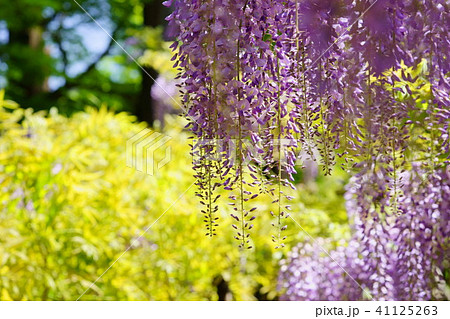 奈良・春日大社萬葉植物園の藤の花(紫14) 奈良・春日大社萬葉植物園の藤の花(紫14) 41125263