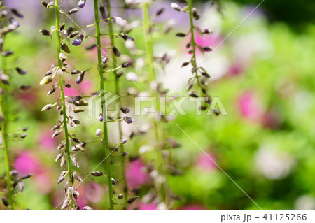 奈良・春日大社萬葉植物園の藤の花（紫１７） 41125266