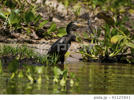 ナンベイヒメウ ナンベイヒメウ 41125931