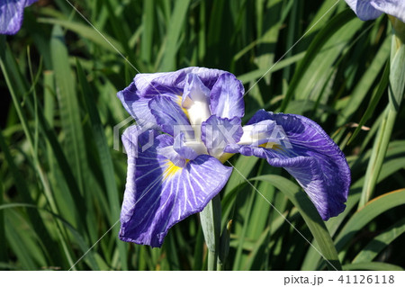 別府沼公園の花菖蒲 別府沼公園の花菖蒲 41126118
