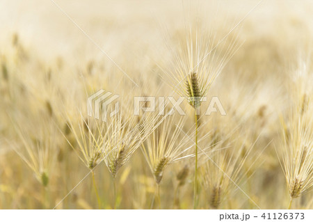 麦畑 41126373