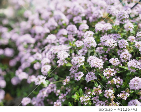 満開に咲くイブキジャコウソウ 41126743