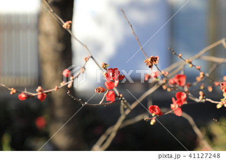 紅葉 紅葉 41127248