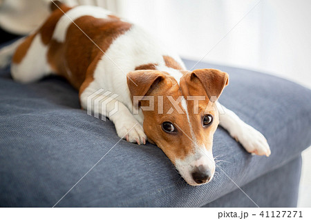 ソファーで休む犬の写真素材