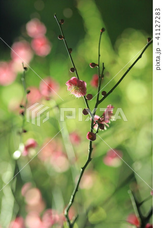 梅の花　縦 41127283