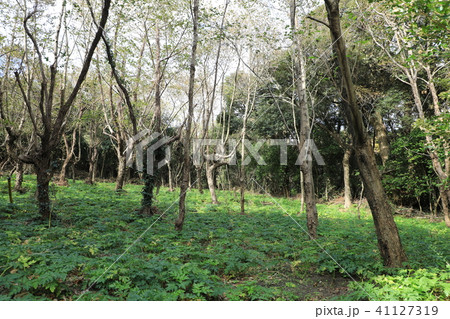 三宅島 明日葉畑 三宅島 明日葉畑 41127319