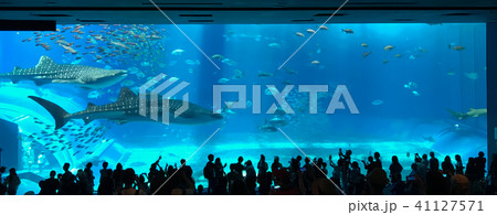 Aquarium in Okinawa city Aquarium in Okinawa city 41127571