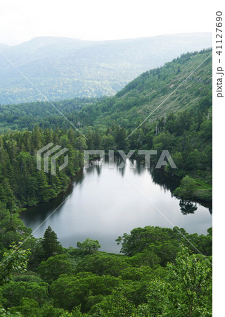 風景写真 山 沼 森 八幡平の夏 癒し 森と湖の八幡平 樹木 新緑の八幡平 の写真素材