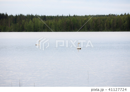Whooper swan swimming on lake 41127724
