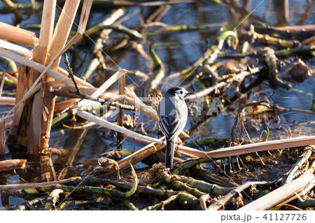 Wagtail bird near water Wagtail bird near water 41127726