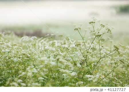 Meadow at sunrise Meadow at sunrise 41127727