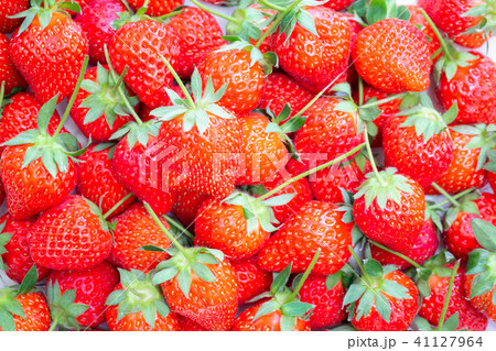 沢山のイチゴ 41127964